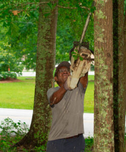 Man cutting tree limbs