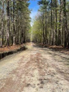 Heritage historic trail with dirt road through forest